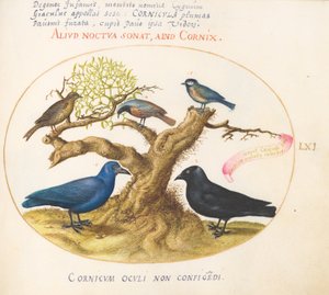 Planche 61 : Corbeau bleu (?), Choucas, Mésange et autres oiseaux - Joris Hoefnagel