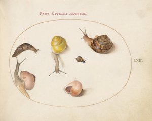 Planche 62 : Une limace avec des escargots - Joris Hoefnagel