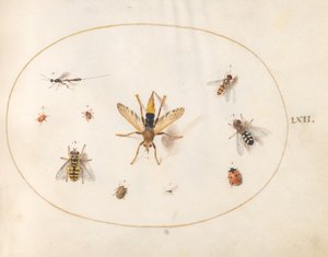 Planche 62 : Dix Insectes - Joris Hoefnagel