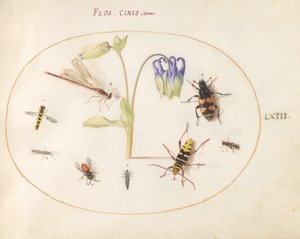 Planche 63 : Une libellule, un longicorne tacheté, un nécrophore et d