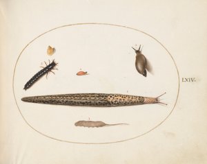 Planche 64 : Limace léopard, larve de carabe, asticot à queue de rat et autres créatures - Joris Hoefnagel
