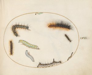 Planche 66 : Chenille de la Phalène du Chêne, Chenille du Chiffre, Chenille de la Dague Grise et autres chenilles - Joris Hoefnagel