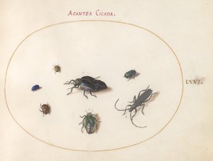 Planche 66 : Deux coléoptères à huile, un longicorne et quatre autres insectes - Joris Hoefnagel