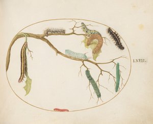 Planche 67 : Chenilles de grand et petit papillon blanc, chenille de ver à corne, chenille de papillon de genêt et autres - Joris Hoefnagel