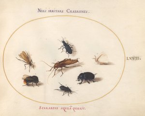 Planche 67 : Sept insectes, dont un papillon blanc et une abeille - Joris Hoefnagel