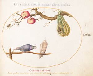 Planche 67 : Deux colombes sous une gourde et des pommes - Joris Hoefnagel