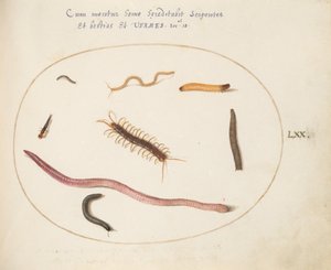 Planche 70 : Ver, mille-pattes, scolopendre et autres créatures longues - Joris Hoefnagel