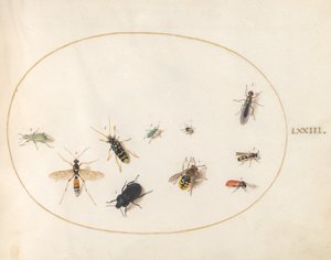 Planche 73 : Dix insectes - Joris Hoefnagel