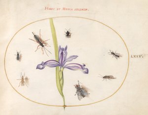 Planche 75 : Une mouche et d