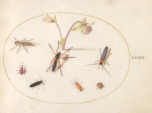 Planche 76 : Insectes avec une ancolie rose et crème - Joris Hoefnagel