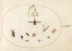 Planche 77 : Sphinx colibri avec une fleur blanche, charançons bleus et verts, et autres insectes - Joris Hoefnagel