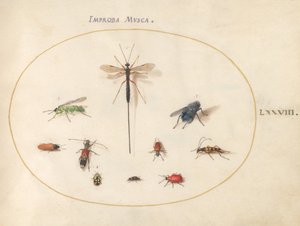 Planche 78 : Dix insectes, dont une mouche bleue - Joris Hoefnagel