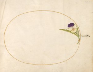 Planche 80 : Violette Pourpre et Jaune
