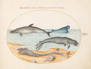 Planche 8 : Un dauphin, deux phoques, un Brethmechin et des coquillages - Joris Hoefnagel