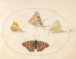 Orange Tip, Painted Lady, Southern Small White et Small Tortoiseshell Butterflies (planche 8)