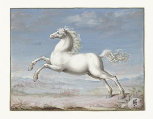 Cheval blanc - Joris Hoefnagel