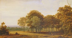 Route dans les bois