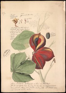 Theobroma bicolor, 1785 - José Joaquim Freire