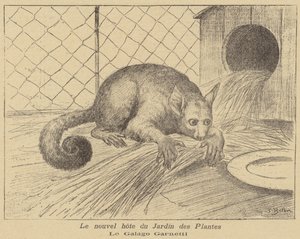 Galago de Garnett, nouveau résident du Jardin des Plantes