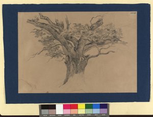 Étude sur les arbres