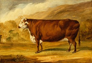 Un taureau Hereford