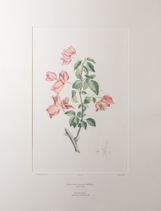 Bouganvillea spectabilis (Nyctaginaceae) - Planche 355, Florilège de Banks, vers 1771-84 (gravure sur cuivre sur papier)