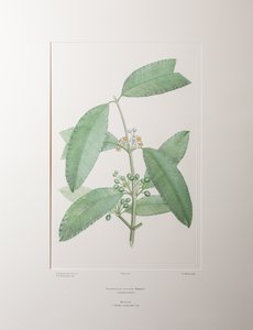 Calophyllum soulattri (Guttiferae) - Planche 362, Florilège de Banks, vers 1771-84 (gravure sur cuivre sur papier)