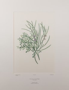 Carmichaelia solandri (Leguminosae) - Planche 429, Florilège de Banks, vers 1771-84