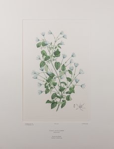 Clematis forsteri (Ranunculaceae) - Planche 402, Florilège de Banks, c.1771-84 (gravure sur cuivre sur papier)