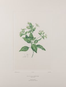 Dicliptera bracteata (Acanthaceae) - Planche 636, Florilège de Banks, c.1771-84