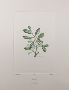 Heberdenia bahamensis (Myrsinaceae) - Planche 395, Florilège de Banks, c.1771-84 (gravure sur cuivre sur papier)