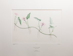 Ipomoea aquatica (Convolvulaceae) - Planche 375, Florilège de Banks, c.1771-84