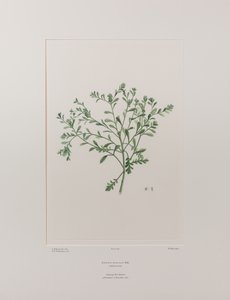 Lepidium flexicaule (Cruciferae) - Planche 409, Florilège de Banks, c.1771-84