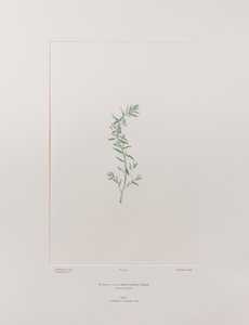 Lythrum junceum (Lythraceae) - Planche 392, Florilège de Banks, vers 1771-84 (gravure sur cuivre sur papier)