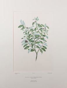 Pittosporum tenuifolium (Pittosporaceae) - Planche 412, Florilège de Banks, vers 1771-84 (gravure sur cuivre sur papier)