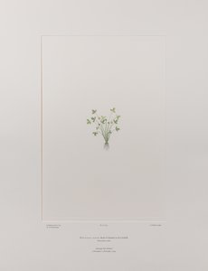 Ranunculus acaulis (Ranunculaceae) - Planche 403, Florilège de Banks, c.1771-84