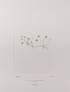 Ranunculus rivularis (Ranunculaceae) - Planche 405, Florilège de Banks, c.1771-84 (gravure sur cuivre sur papier)