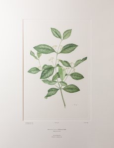 Reissantia indica (Celastraceae) - Planche 363, Florilège de Banks, c.1771-84 (gravure sur cuivre sur papier)