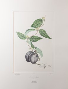 Sarcolobus globosus subsp. globosus (Asclepiadaceae) - Planche 372, Florilège de Banks, vers 1771-84 - Joseph Banks