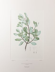 Schyphiphora hydrophyllacea (Rubiaceae) - Planche 148, Florilège de Banks, vers 1771-84 (gravure sur cuivre sur papier)