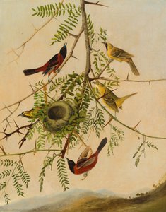 Oriole des Vergers, 1830-1832