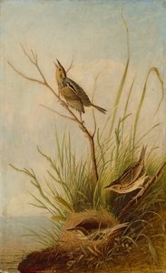 Bruant à queue pointue, 1831-1833