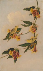 Paruline jaune