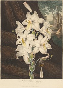 Le Temple de Flora ; ou Jardin de la Nature : Lys blanc à feuilles panachées