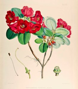 Rhododendron thomsonii, 1895 - Joseph Dalton Hooker