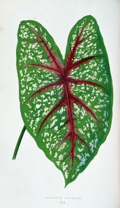 Feuille de Caladium Chantini. Planche botanique dans "Plantes à feuillage coloré"