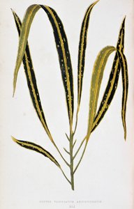 Feuille de Croton variegatum angustifolium. Planche botanique dans « Plantes à feuillage coloré. Collection des espèces les plus remarquables utilisées pour décorer jardins, serres et appartements, par Edward Joseph Lowe et W. Howard, membres de la Société - Joseph Edward and Howard W Lowe