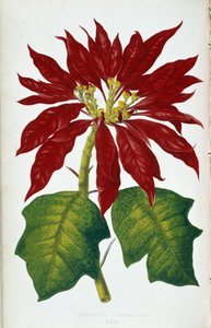 Fleur et feuilles de Poinsettia Pulcherrima. Tableau botanique dans 