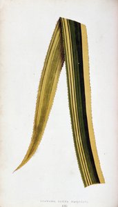 Feuille d