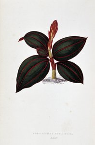 Feuille d